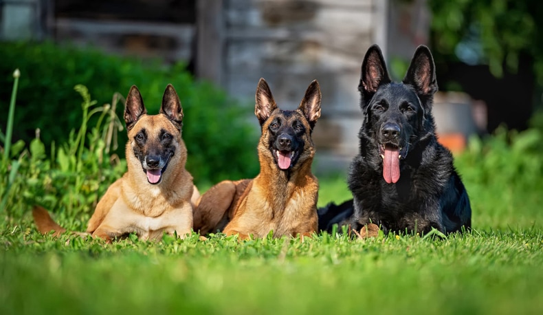 german shepherd dogfood dogfood pretoria dogfood